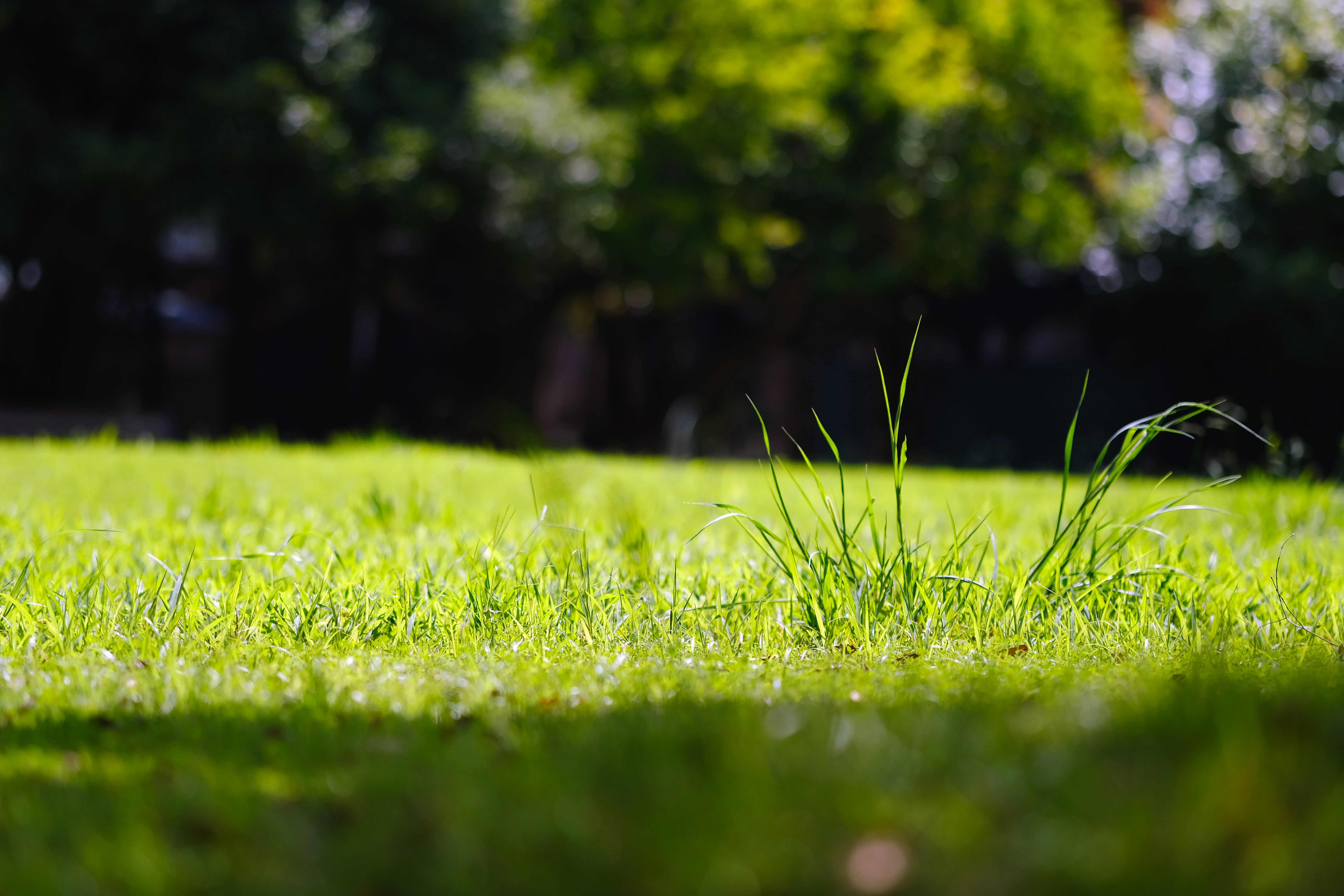 green grass field during daytime